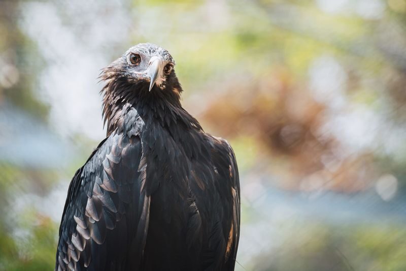 Capes Raptor Centre Ticket in Margaret River - Is the ticket good value?