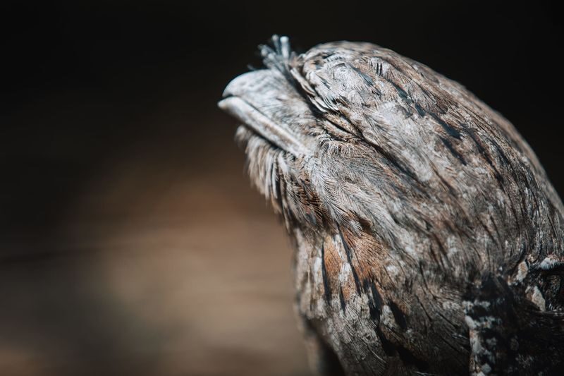 Capes Raptor Centre Ticket in Margaret River - Who will enjoy Capes Raptor Centre most