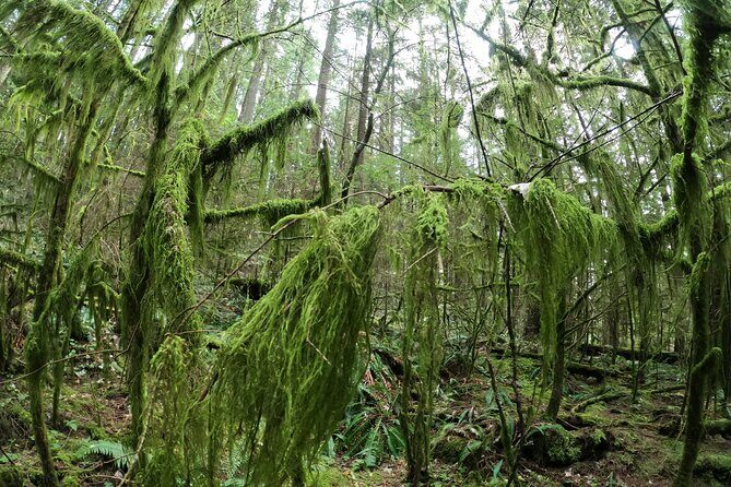 Capilano Suspension Bridge, Lynn Canyon & Capilano Hatchery Tour - Return and Reflection