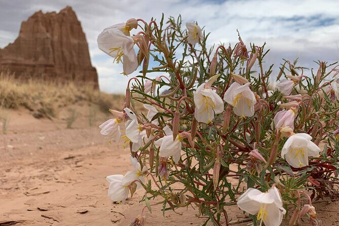 Capitol Reef Half Day Temples of the Sun and Moon (Shared Tour) - Who Should Book This Tour?