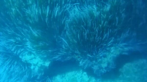 Capo Rizzuto: Explore Seabed With an Underwater Vision Boat - Frequently Asked Questions