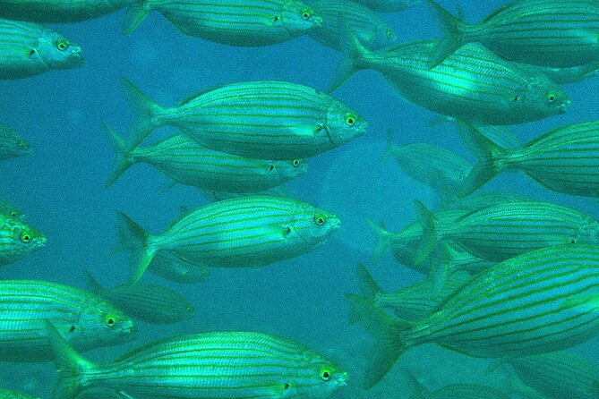 Capo Rizzuto Private Sailing Excursion  - Calabria - Traveler Photos and Reviews