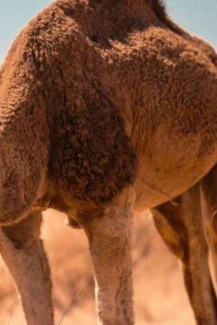 Cappadocia Camel Ride Among the Fairy Chimneys - Highlights and Activities