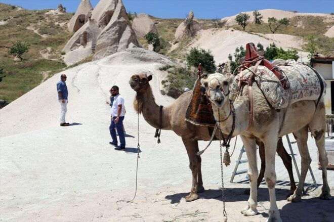 Cappadocia Camel Ride Among the Fairy Chimneys - Pickup and Drop-off Services
