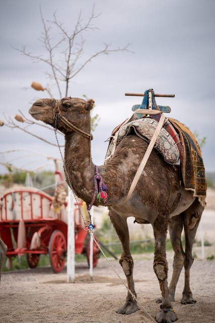 Cappadocia Excursion: Full-Day South Tour with Expert Guide - Who Would Love This Tour?