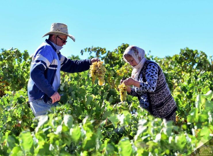 Cappadocia: Private Half-Day Vineyards & Wine Tasting Tour - Tour Activity Details