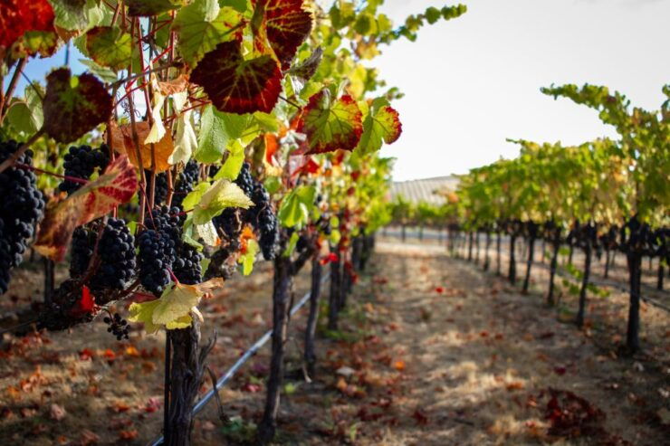 Cappadocia Vineyards Private Tour and Wine Tasting - Booking and Cancellation Policy
