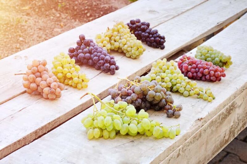 Cappadocia Wine Tasting Experience - Cappadocia Wine Tasting Experience