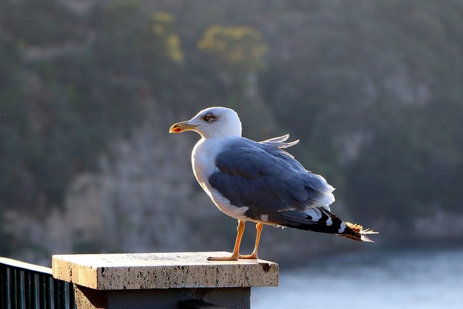 Capri and Blue Grotto, Sorrento and Pompeii Private Tour From Naples - Reviews and Feedback