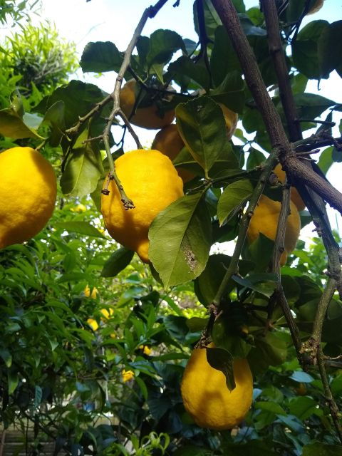 Capri: Cooking Class With Local Ingredients - Highlights