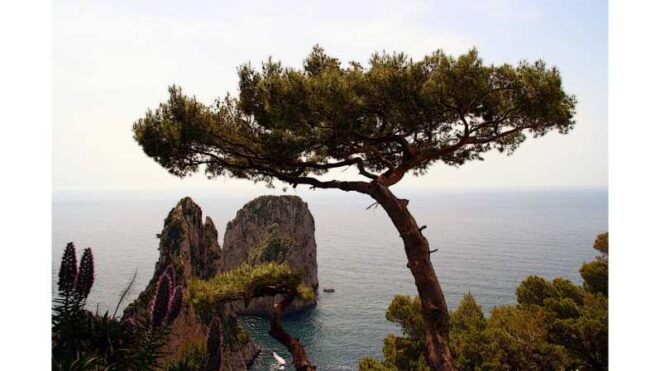 CAPRI: DAILY TRIP WITH FREE TIME IN THE ISLAND - Package Inclusions and Exclusions