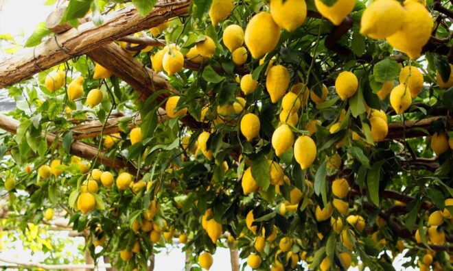 Capri Deluxe Private Tour From Naples - Tour Highlights and Inclusions