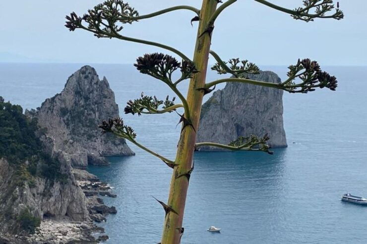 Capri Private Boat Tour at Sunset From Capri (2 Hours) - Good To Know