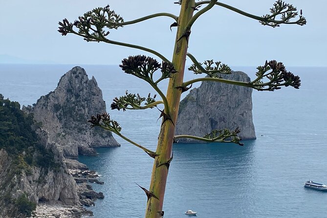 Capri Private Day Tour With Private Island Boat Tour From Rome - Traveler Photos