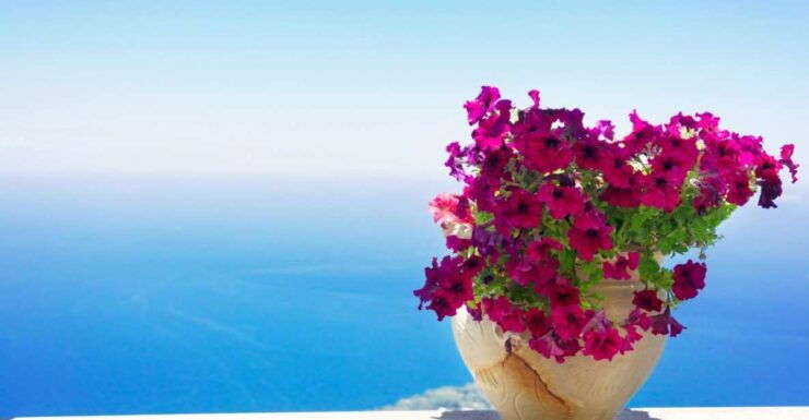 Capri Top: Tour With Guide and Tour of the Island by Sea - Good To Know