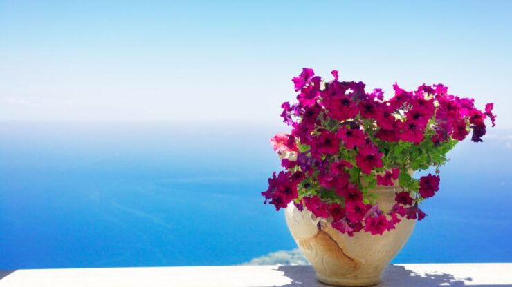 Capri: Tour of the Island With Guide - Booking Information