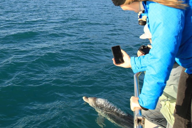 Captain Cook and Dolphin Cruise - Rare Seabirds and Scenic Views