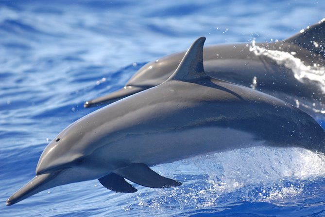 Captain Cook Snorkeling Cruise | Departs from Honokohau Harbor - The Sum Up