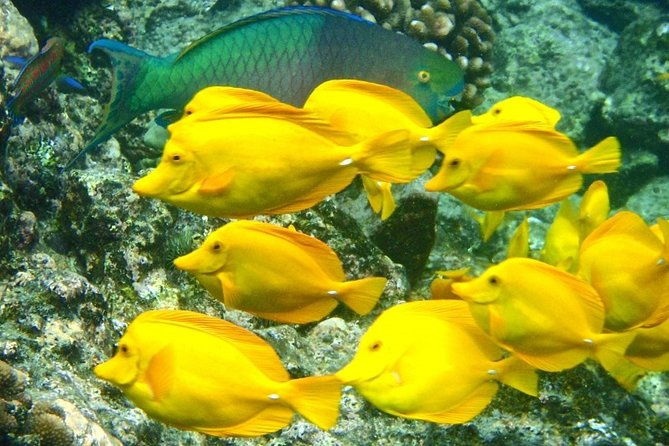 Captain Cook Snorkeling Cruise | Departs from Honokohau Harbor - FAQ
