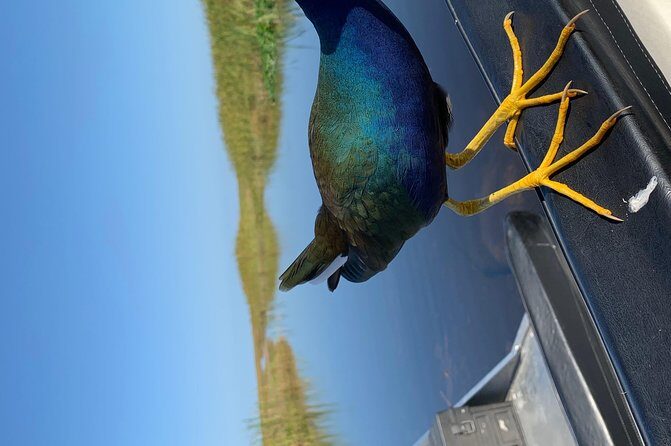 Captain Willy Airboat - Good To Know