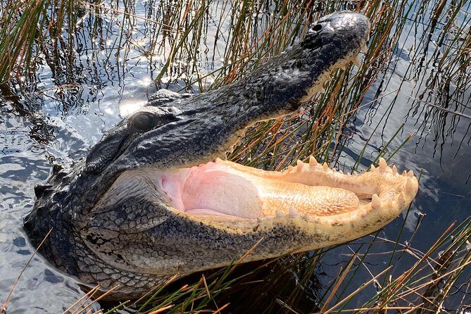 Captain Willy Airboat - Why This Tour Works