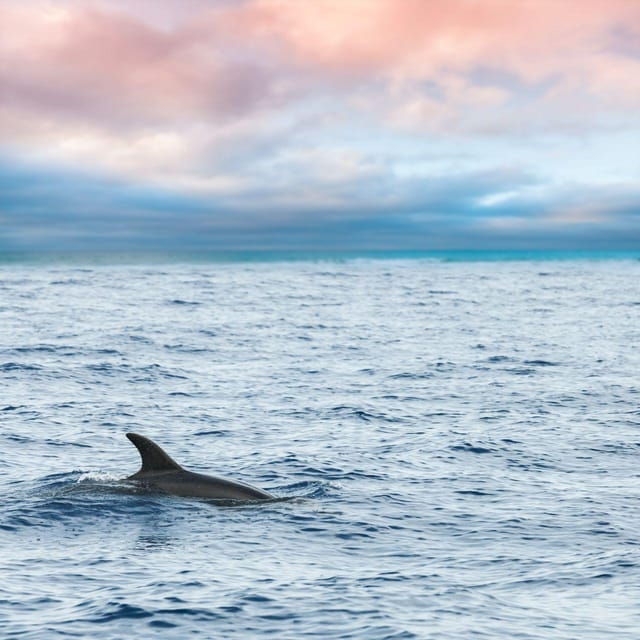 Captains Choice: Dolphin Watch Sunset Sail - Good To Know