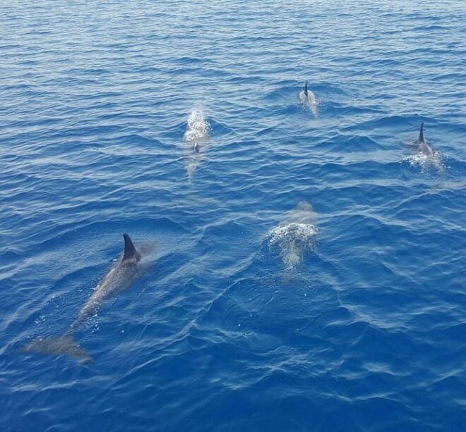 Captains Choice: Dolphin Watch Sunset Sail - Itinerary and Activities