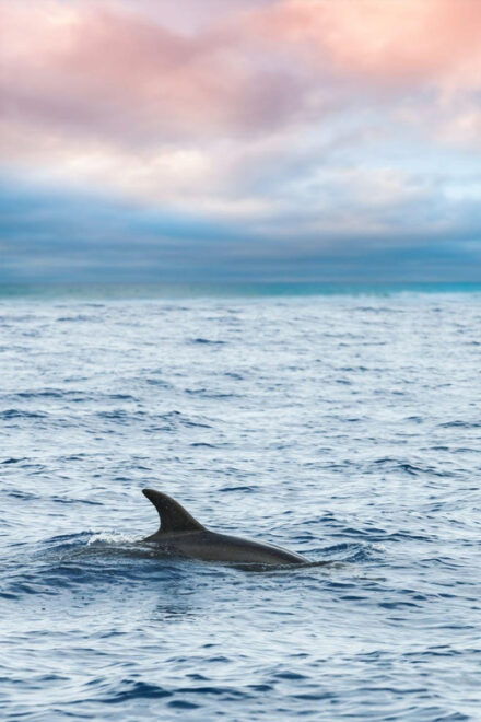 Captains Choice: Dolphin Watch Sunset Sail - Meeting Point