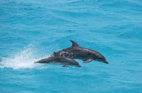 Captains Choice: Dolphin Watch Sunset Sail - Frequently Asked Questions