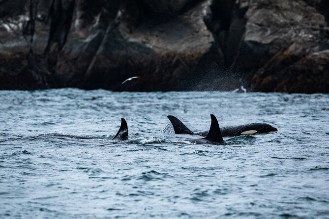 Captain's Choice Kenai Fjords National Park Tour from Seward - Good To Know