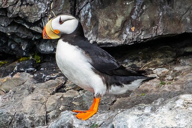 Captain's Choice Kenai Fjords National Park Tour from Seward - Journey into Alaska’s Natural Marvels