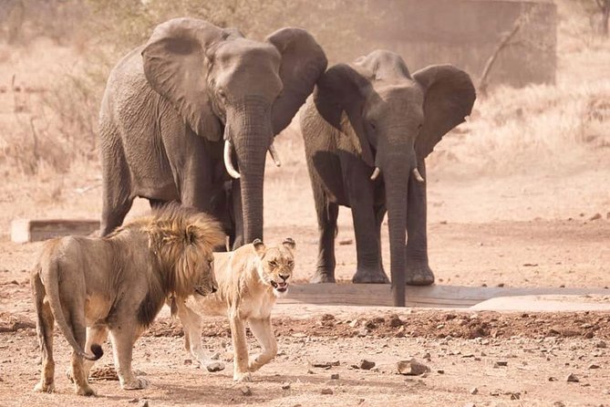 Captivating 2 Day Kruger Safari From Johannesburg - Traveler Experience and Feedback