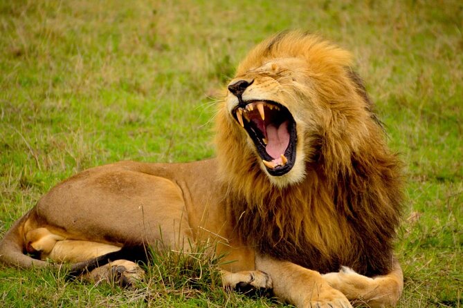 Captivating Safari Lion Park Experience (Half Day Guided Tour) - Additional Details and Services