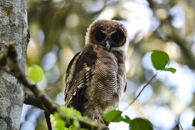 Capturing Wilpattu: A Wildlife Photography Expedition - An In-Depth Look at the Wilpattu Photography Tour
