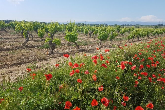 Carcassonne Wine Tours - Meeting and Pickup Information