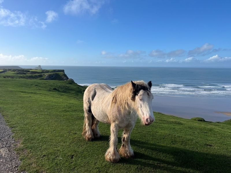 Cardiff: Gower Peninsulas Cliffs Scenic Day Tour - The return to Cardiff and the value of the day