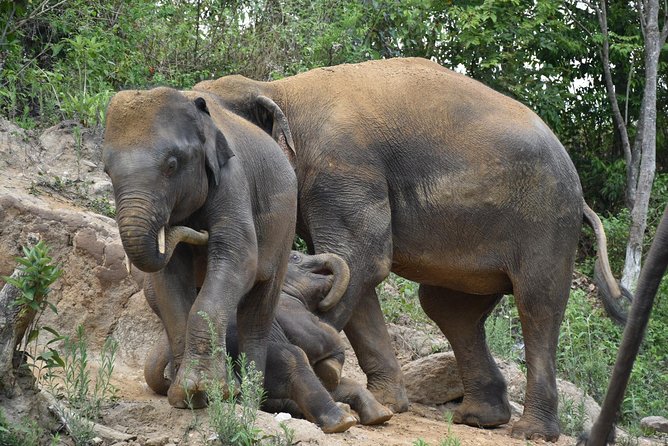 Care Pride Elephants: Full Day - Visitor Reviews and Feedback