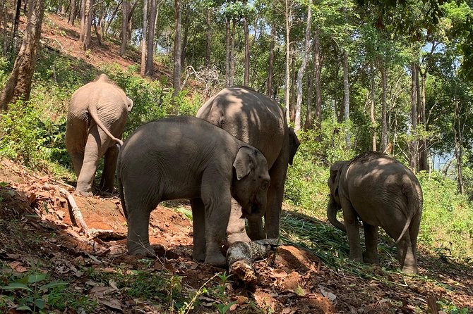 Care Pride Elephants: Full Day - Other Visitor Reviews