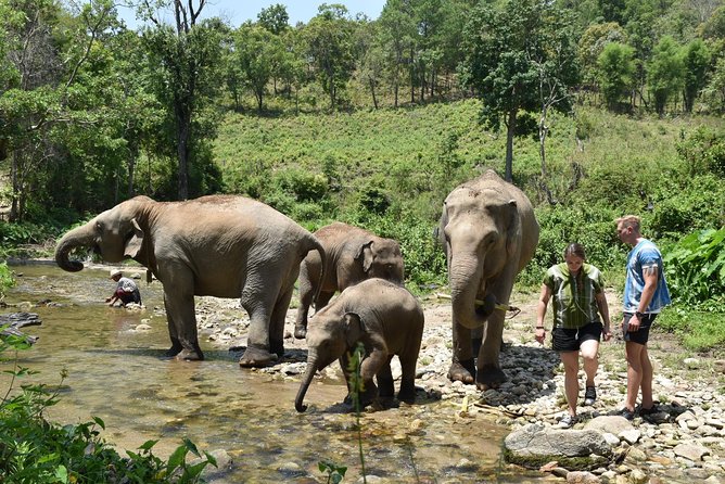 Care Pride Elephants: Full Day - Common Questions