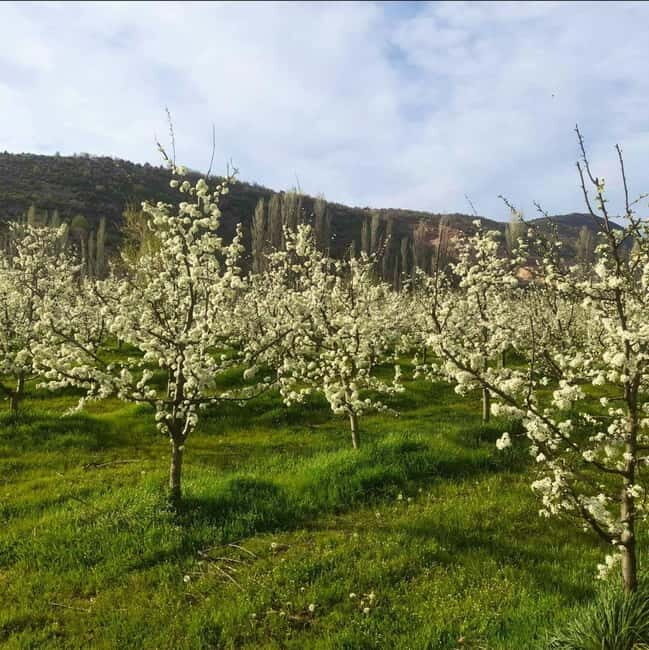 Careva Distillery: Taste Macedonian Brandies, Wines & Nature - Good To Know