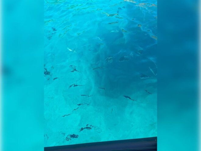 Cargèse: Capo Rosso Snorkeling and Sea Cave Tour - Participant Requirements
