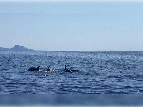 Cargèse: Capo Rosso Snorkeling and Sea Cave Tour - The Sum Up