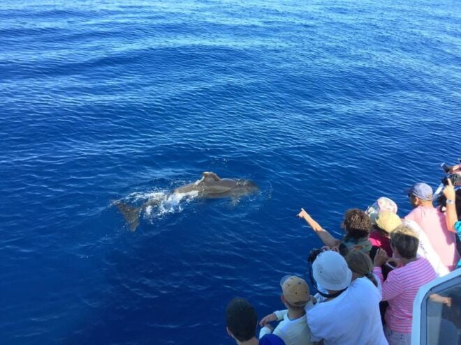 Cargèse: Scandola, Girolata, and Piana Afternoon Boat Tour - Schedule and Seasonal Considerations