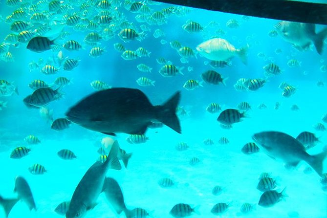 Caribbean Adventure: Monkey, Sloth, and Underwater Marvels - Monkey and Sloth Park Adventure
