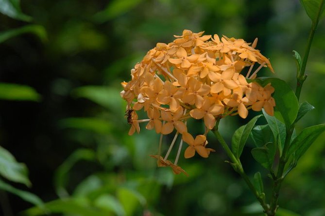 Caribbean Side of the Island Bird Watching Waterfalls - Best Bird Watching Spots