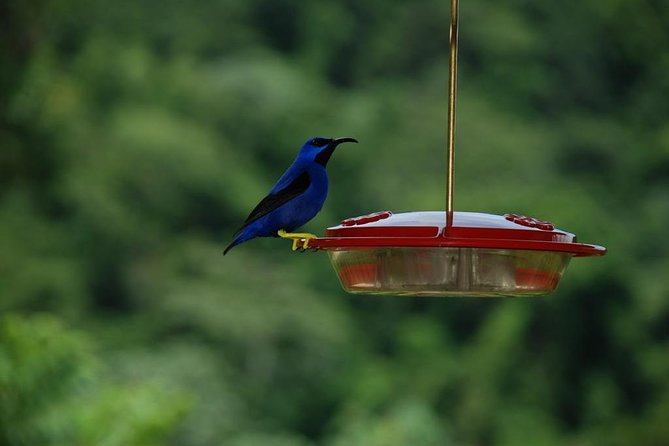 Caribbean Side of the Island Bird Watching Waterfalls - Diverse Bird Species to Spot