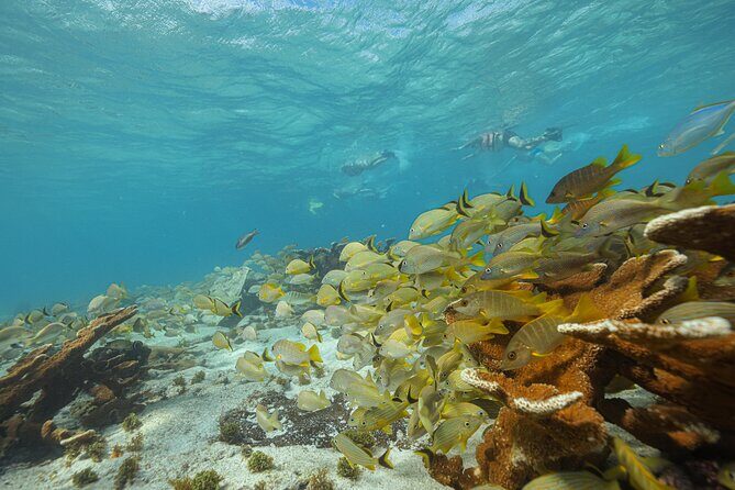 Caribbean Star Snorkeling Tour - Practical Tips for the Best Experience