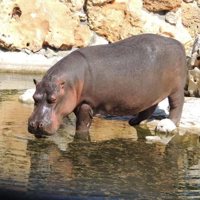 Carini: admission ticket to the Biopark of Sicily - Frequently Asked Questions