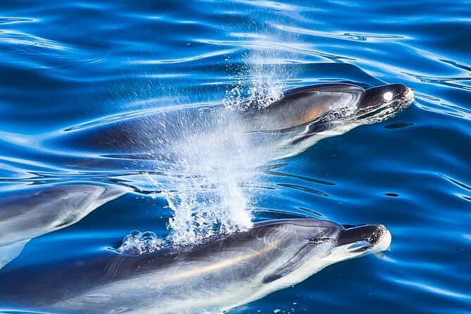 Carino Wildlife Cruises - Island and Wildlife Day Cruise - Age Restrictions and Group Size