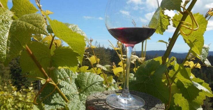 Carmel Valley Wine Tasting Tour - Experience Highlights